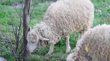 绵羊在草地上放牧. 羊在草地上行走。 一只在烧焦的地方吃草的公羊。 羊在农村放牧。 宠物